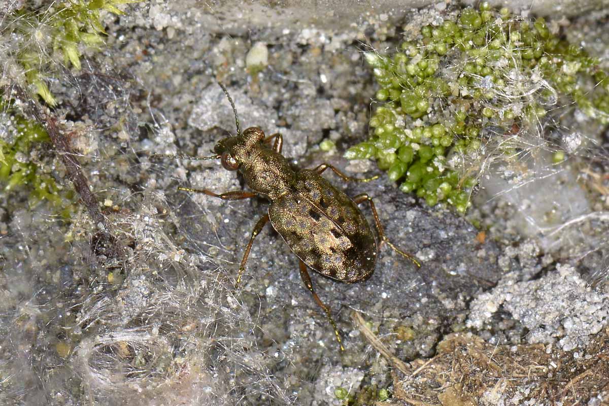 Gioiellino tra le pietre: Elaphrus aureus, Carabidae